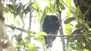 Cathartes melambrotus (Gallinazo Cabeciamarillo Mayor)