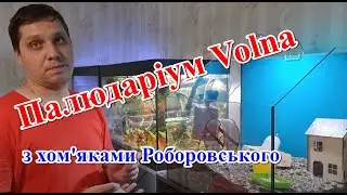 Палюдаріум Volna Salamandra з хом'яками Роборовського