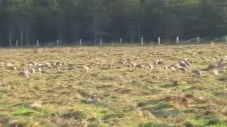Sandhill Cranes in Chelmsford Ontario