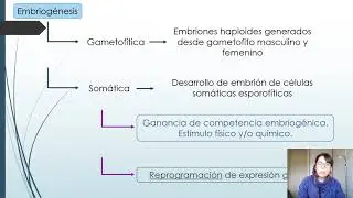 Embriogénesis somática