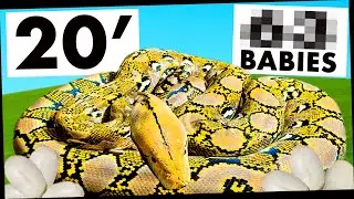 Our GIANT PYTHON Hatched Her Own Eggs!