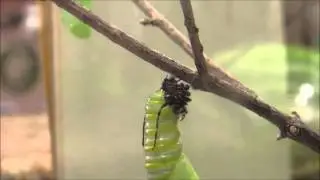 A Monarch Forms Its Chrysalis