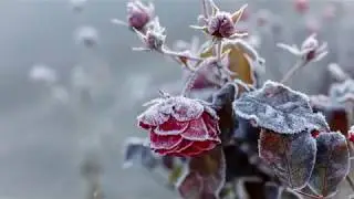 Roses and beautiful music - Waiting for Miracle.
