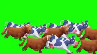 COW STAMPEDE GREEN SCREEN ! 