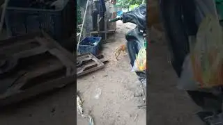 chú chó chơi ngu haha