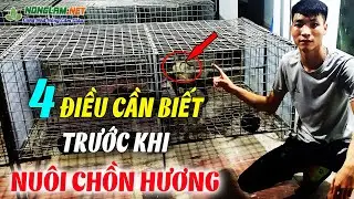 100% Bà Con Thành Công Đều Biết 4 Điều Này Trước Khi Nuôi Chồn Hương