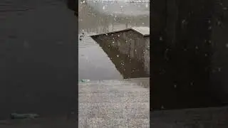 уточки на Ушайке