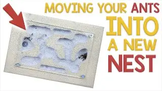 How to Move your Ants into a New Nest | Ant Care Tutorial #3
