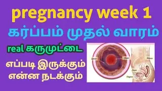 pregnancy week 1||கர்ப்பம் வாரம் 1 எப்படி இருக்கும்