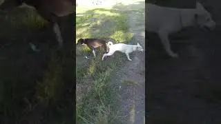 anjing lagi kawin !!