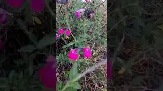 Зима в Афинах.