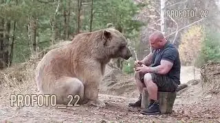 Мужик кормит медведя с ложки