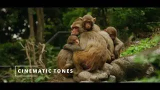 LUTs Film Professional Tones for Red Cameras R3D Ipp2 Workflow