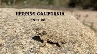 Herping California Part 28, The Blainville's Horned Lizard