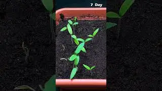 Growing tomato from slice of store bought tomato