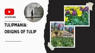 TULIPMANIA: ORIGINS OF TULIP