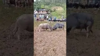 nghé đẹp hàng tuyển chọn