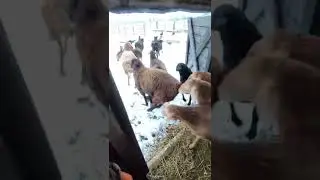 соревнования овец👍
