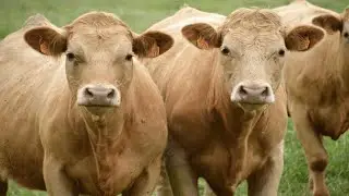 Vaca Mugindo - Som Da Vaca - Cow Sound