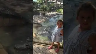 Alligator farm 🐊🐊 #florida  #crocodile #jacare
