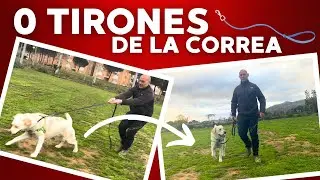 ENTRENAR PERRO para que NO TIRE ni JALE de la CORREA