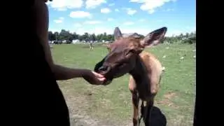 Parc safari au québec 7 août 2012 part 6