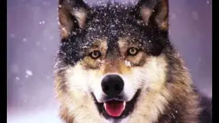 WOLVES   (BRAND X - COLLAPSAR)