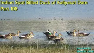 Indian Spot Billed Duck of Kaliyasot Dam - Part 108