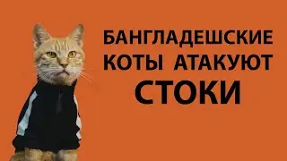 Бангладешские коты атакуют стоки