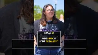 What Animal Is the Smartest?
