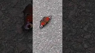 Бабочка Красивая🦋Butterfly Beautiful #животные