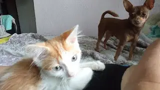 Как живет у нас брошенка Вася. День 3.