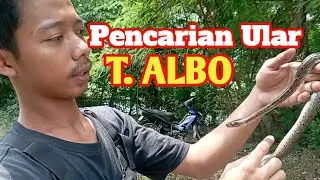 Pencarian Ular Hijau Ekor Merah