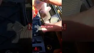 What kind of fish is this ? #fishing