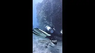 This is why the Benwood Wreck Is A Top Dive Spot #floridakeys #marinebiology