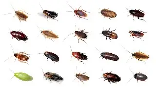 🪳 Types Of Cockroaches | 20 Cockroaches In English 