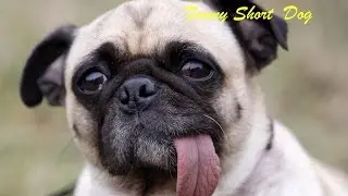 Funny Pug barks. Pug sleeping standing up.