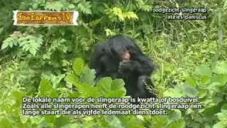 ZooZapper Slingeraap - ateles paniscus