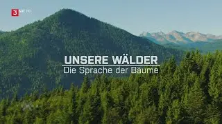 Unsere Wälder (1/3) - Die Sprache der Bäume