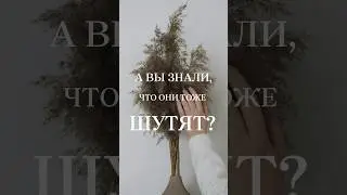 У Святых тоже есть  чувство юмора. #ченнелинг #психология #исцелениедуши #саморазвитие #медитация