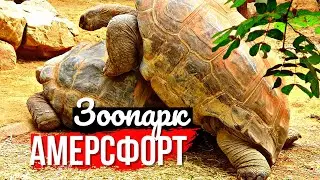 Парк животных в Нидерландах, где многие сами мечтают жить
