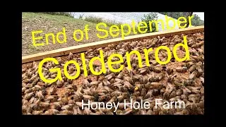 Beekeeping:  Goldenrod Pollen Coming In