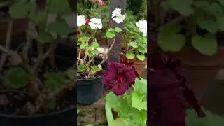 Необычная герань #цветы