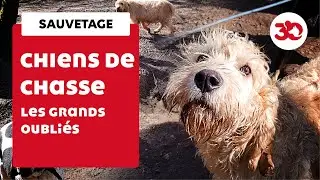 Découverte de 30 chiens de chasse délaissés en forêt
