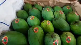 MANGGA HARUMANIS OBRAL MAHAL #kamilbuah