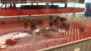The Rutin chicks has hatched successfully with our new 56H incubator
