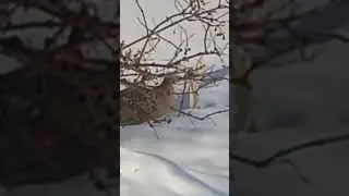 Фазан и кукуруза.