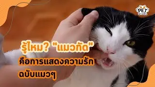 กัดคือการแสดงความรักและห่วงใยฉบับแมวๆ  | นุดรู้ไหม EP.6