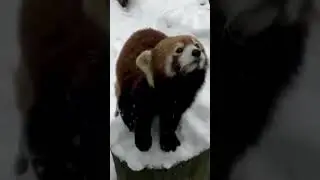 Red Panda: The cutest creature 😍 