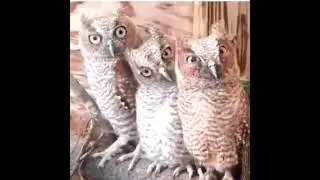 Какая магия ??